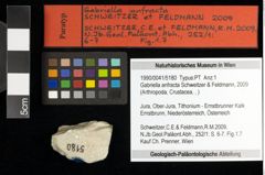 Foto (Objekt + Etiketten) von Gabriella anfracta (Schweitzer & Feldmann, 2009) 